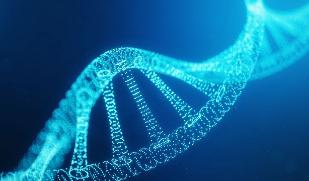 La selección natural se ha acelerado en la evolución humana reciente