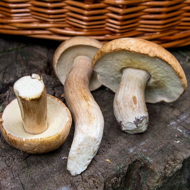 Setas de la familia Boletes