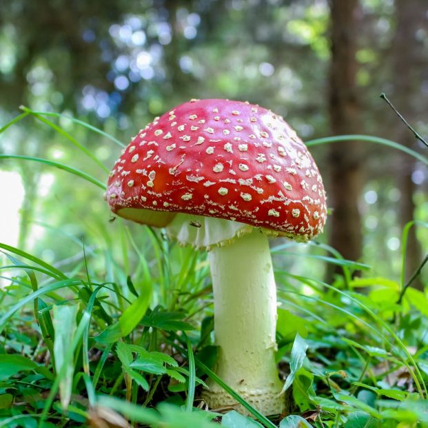 Seta de la familia Amanita