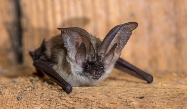 Descubren nuevos coronavirus en murciélagos de España