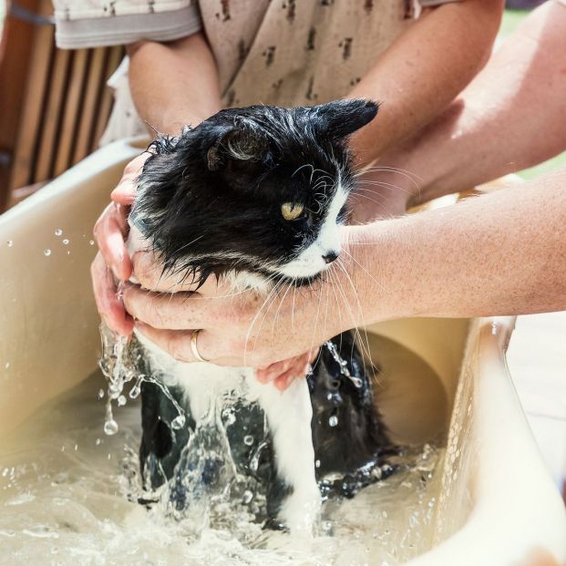 Bañar al gato