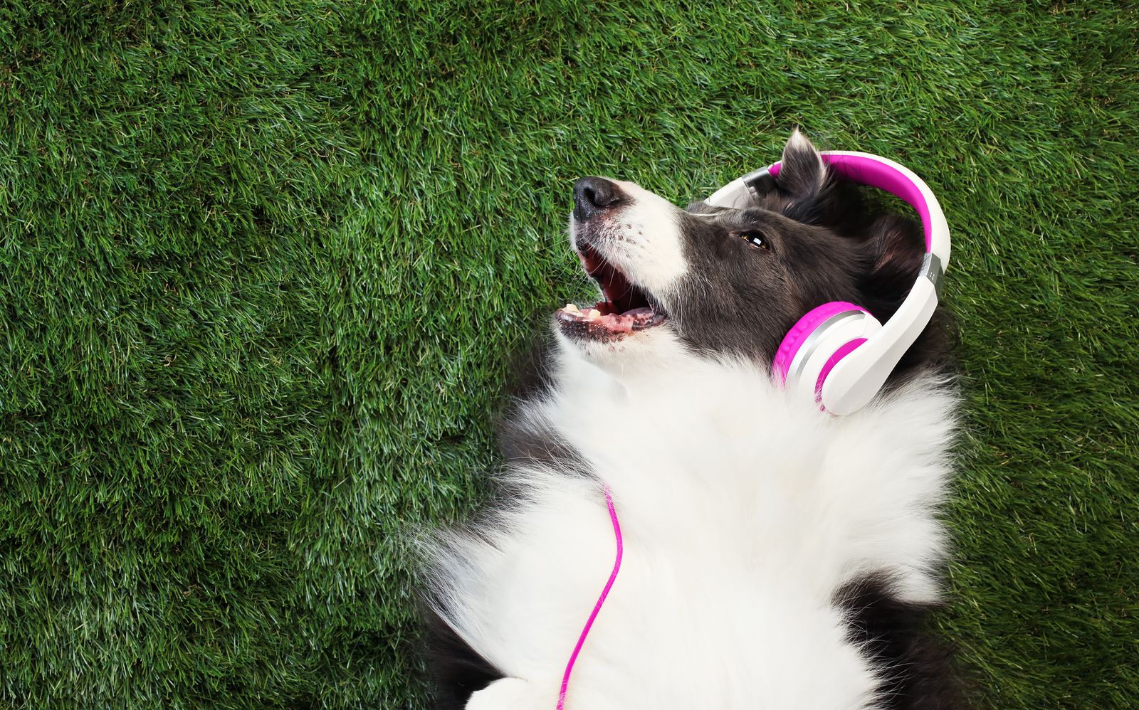 A los perros les gusta escuchar música clásica y reggae