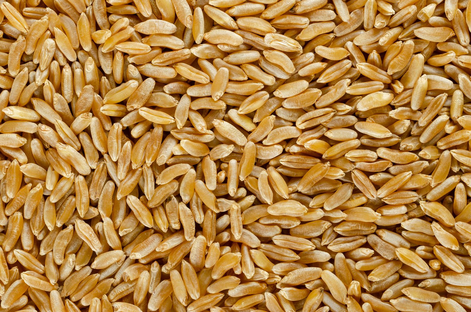 Descubre el trigo kamut y sus propiedades nutricionales