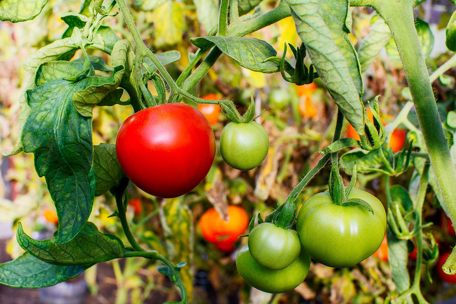 Un nuevo estudio revela que nuestros ancestros eran vegetarianos Un nuevo estudio revela que nuestros ancestros eran vegetarianos