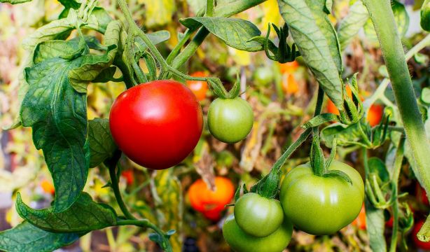 Un nuevo estudio revela que nuestros ancestros eran vegetarianos