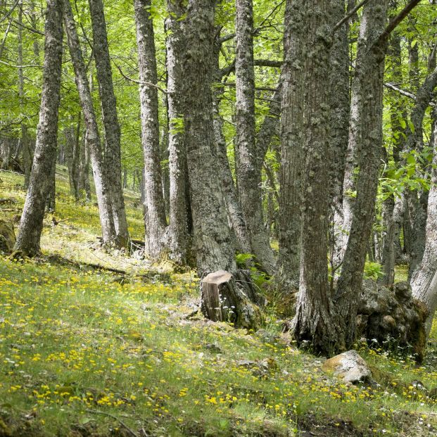 Bosques valle de Iruelas