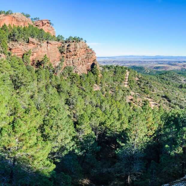 Bosques Pinares de Rodeno Aragón