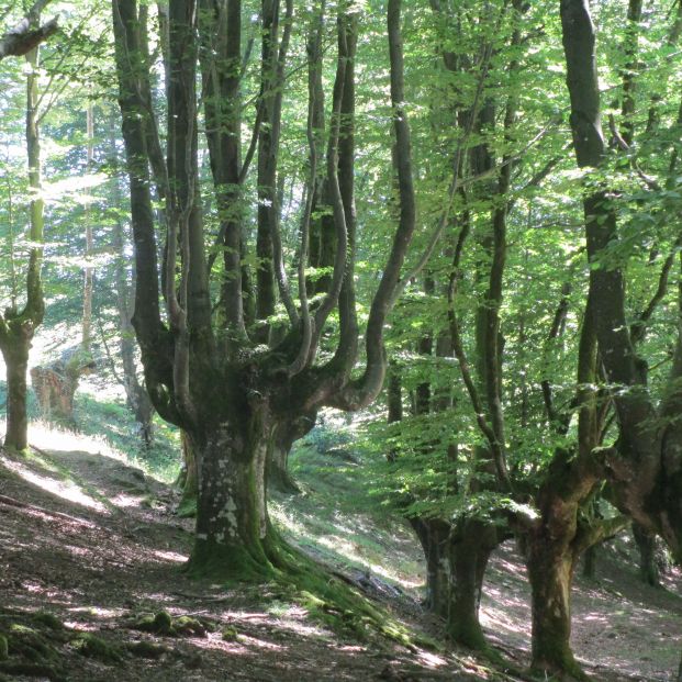 bosques otoño Otzarreta