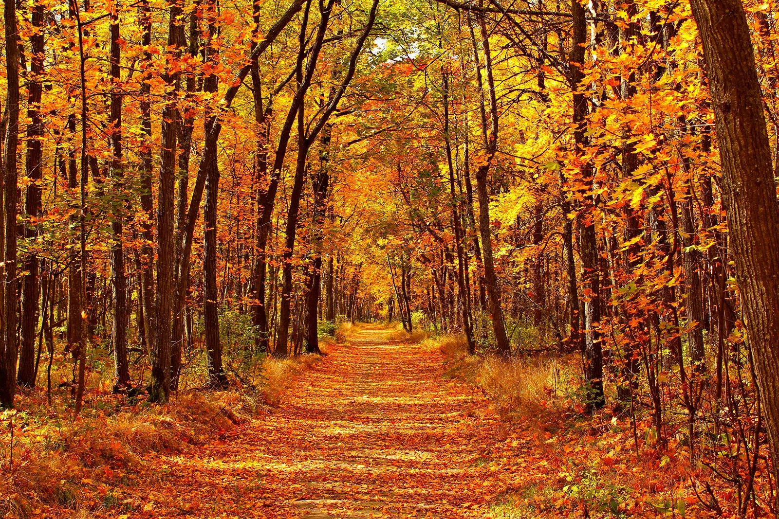 Bosques maravillosos para disfrutar de los colores del otoño
