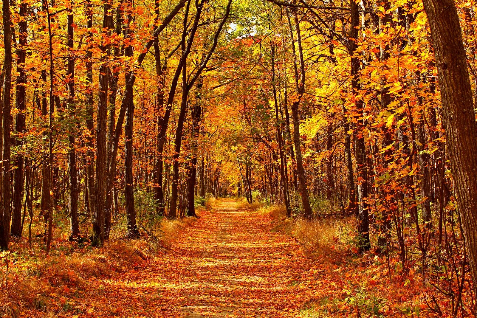 ¿Te pone triste el otoño?