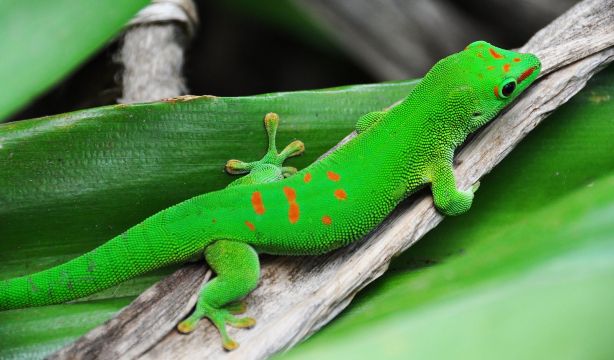 Desarrollan un material inspirado en las patas de los geckos para hacer zapatos antideslizantes