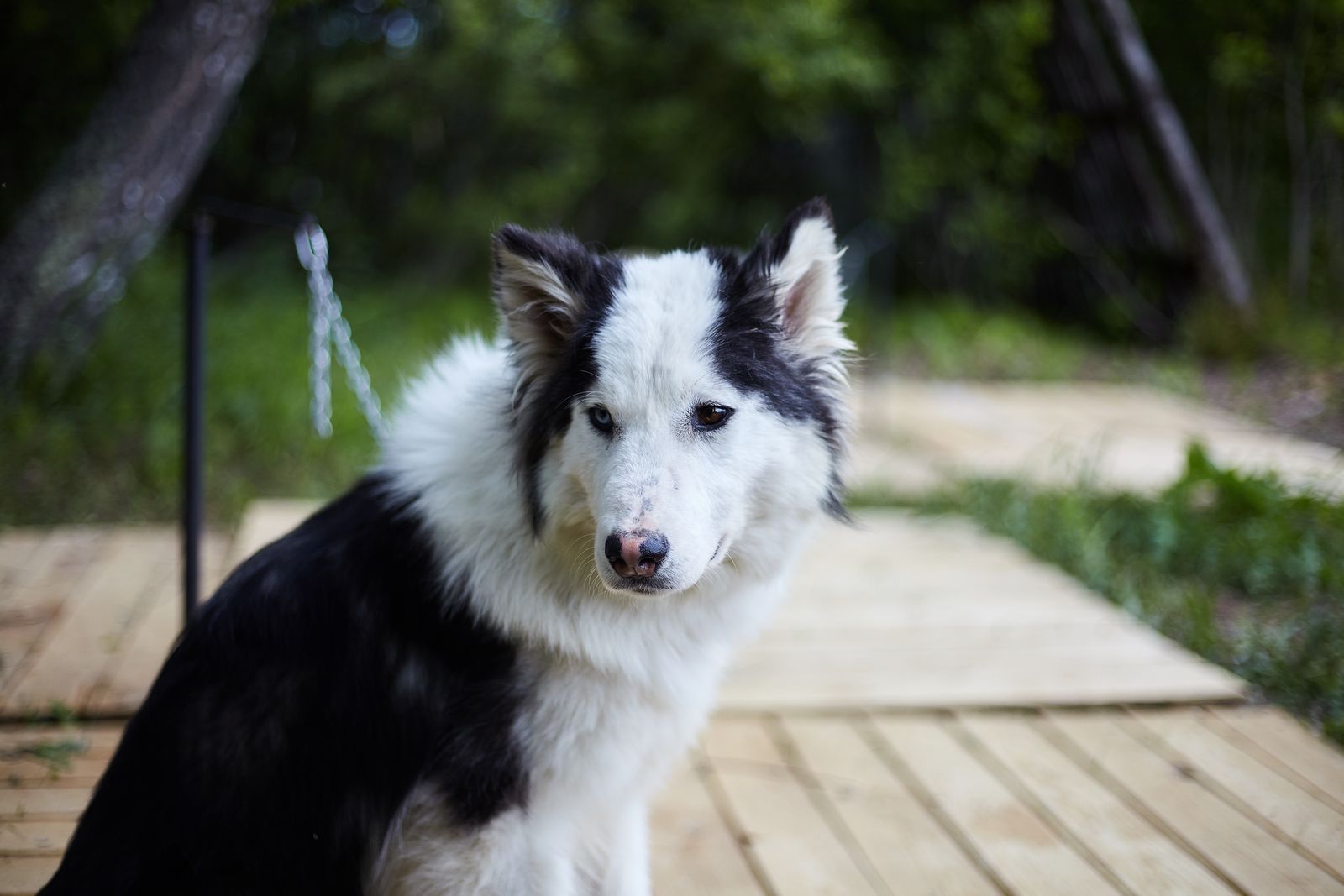 Iniciativa para adoptar perros de personas fallecidas