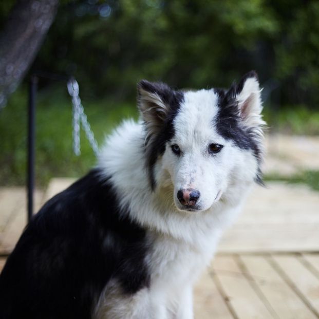 Iniciativa para adoptar perros de personas fallecidas