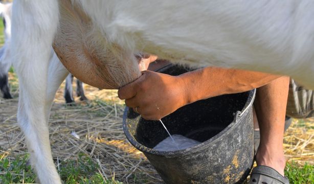 La leche de cabra puede ser la clave para tratar la anemia: descubre por qué