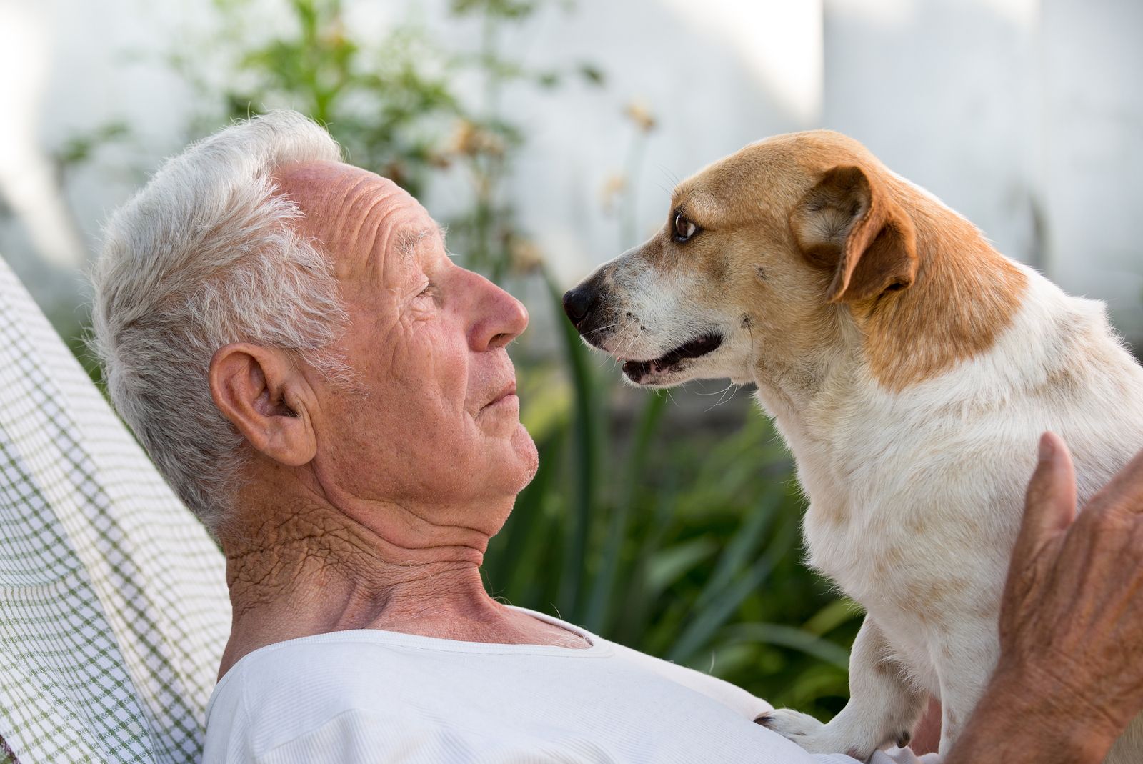Beneficios de las terapias con animales (Bigstock)