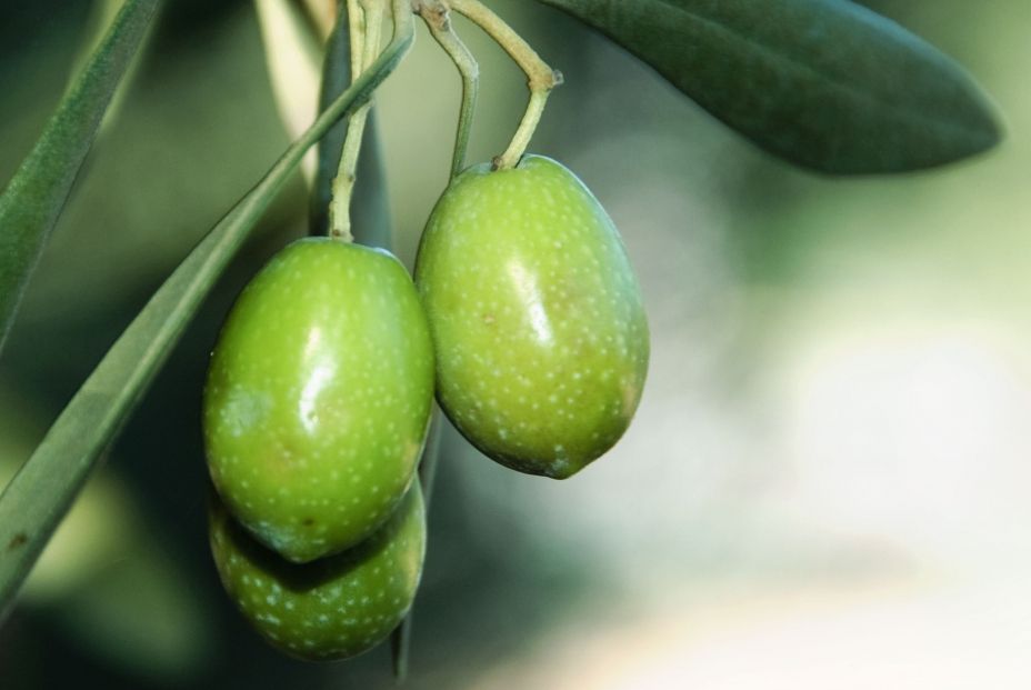 Aceitunas