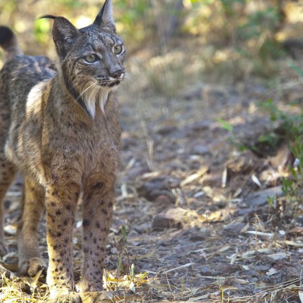 Tesoros naturales (incluidas piscinas) que puedes encontrar en la provincia de Salamanca