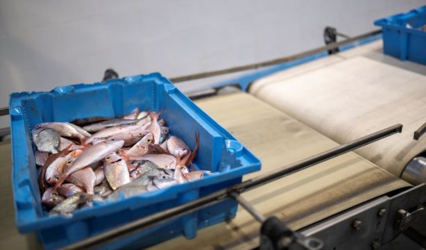 Diseñan un sensor inteligente que evalúa la frescura de los alimentos (Lorena Sopêna / Europa Press)