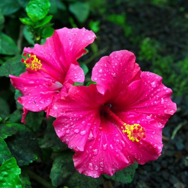 Flor de hibisco