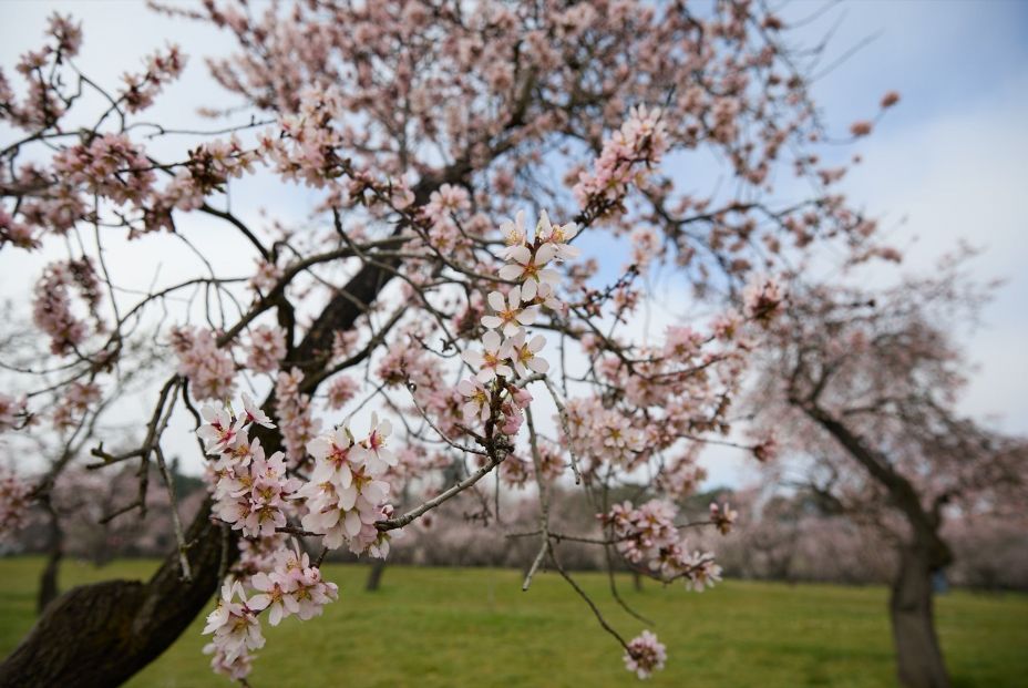 Los sitios en los que se pueden ver los cerezos y los almendros en flor en Madrid (Jesús Hellín / Europa Press) Los sitios en los que se pueden ver los cerezos y los almendros en flor en Madrid (Jesús Hellín / Europa Press)