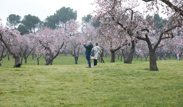 5 lugares donde ver cerezos y almendros en flor sin salir de Madrid