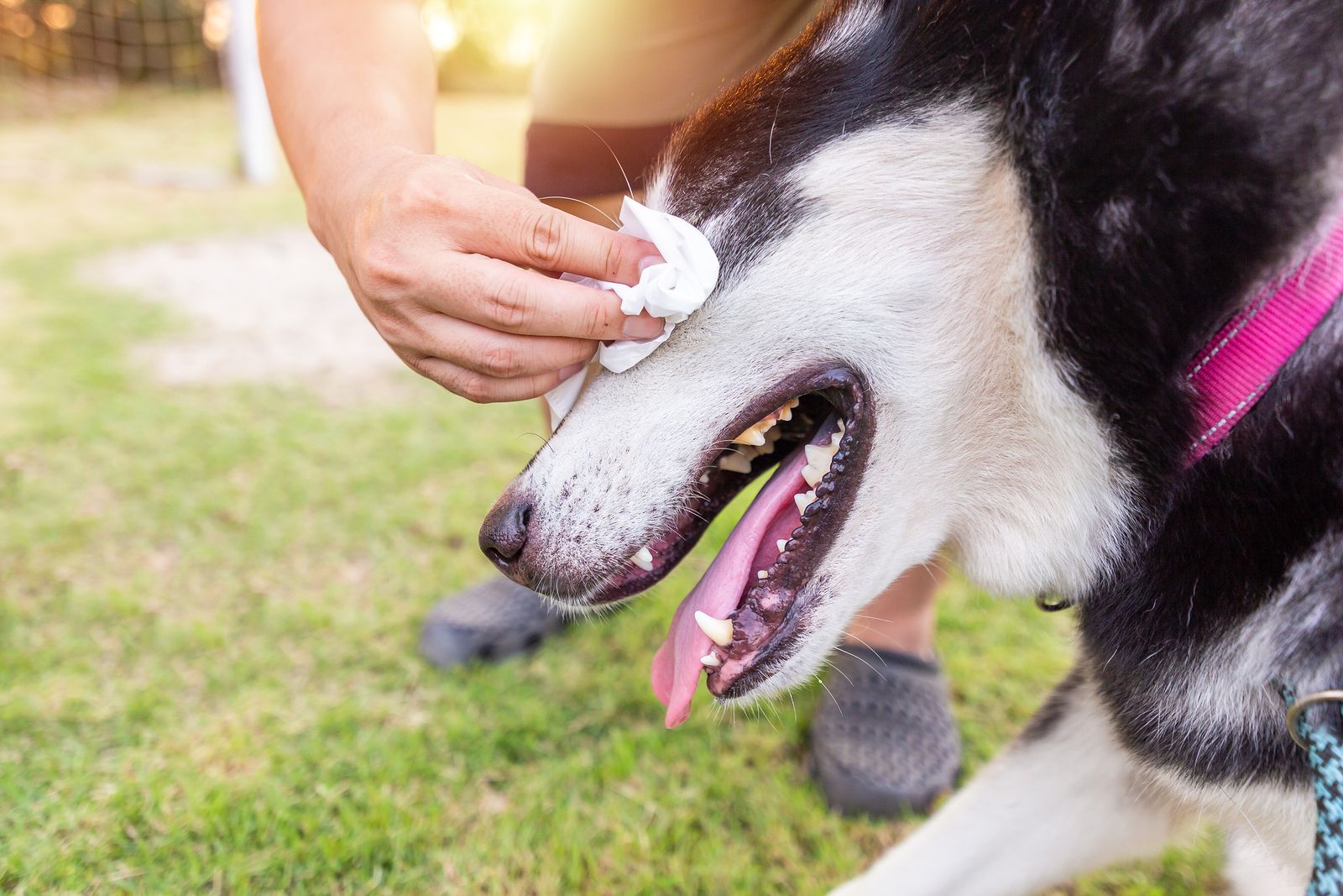 Cuándo es importante limpiar los ojos a tu mascota