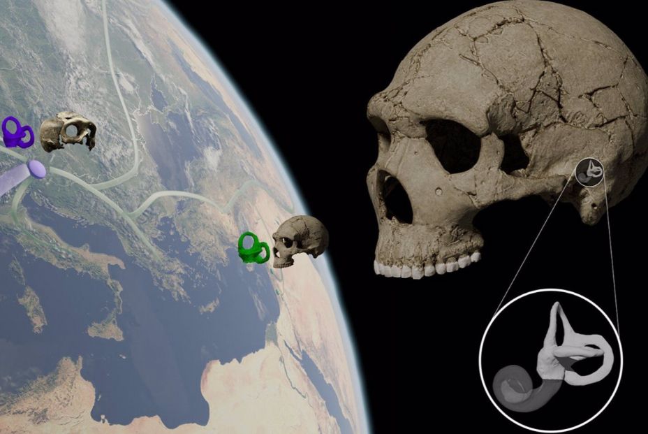 Ilustración sobre la representación esquemática de la distribución de la variación morfológica del oído interno a lo largo del tiempo en el linaje neandertal. Fuente: INSTITUTO CATALÁN DE PALEONTOLOGÍA Ilustración sobre la representación esquemática de la distribución de la variación morfológica del oído interno a lo largo del tiempo en el linaje neandertal. Fuente: INSTITUTO CATALÁN DE PALEONTOLOGÍA