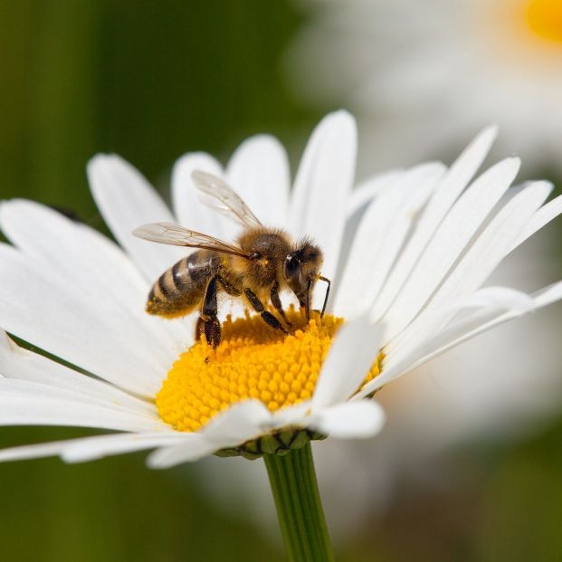 Cómo hacer un hotel de insectos beneficioso para tu huerta o jardín