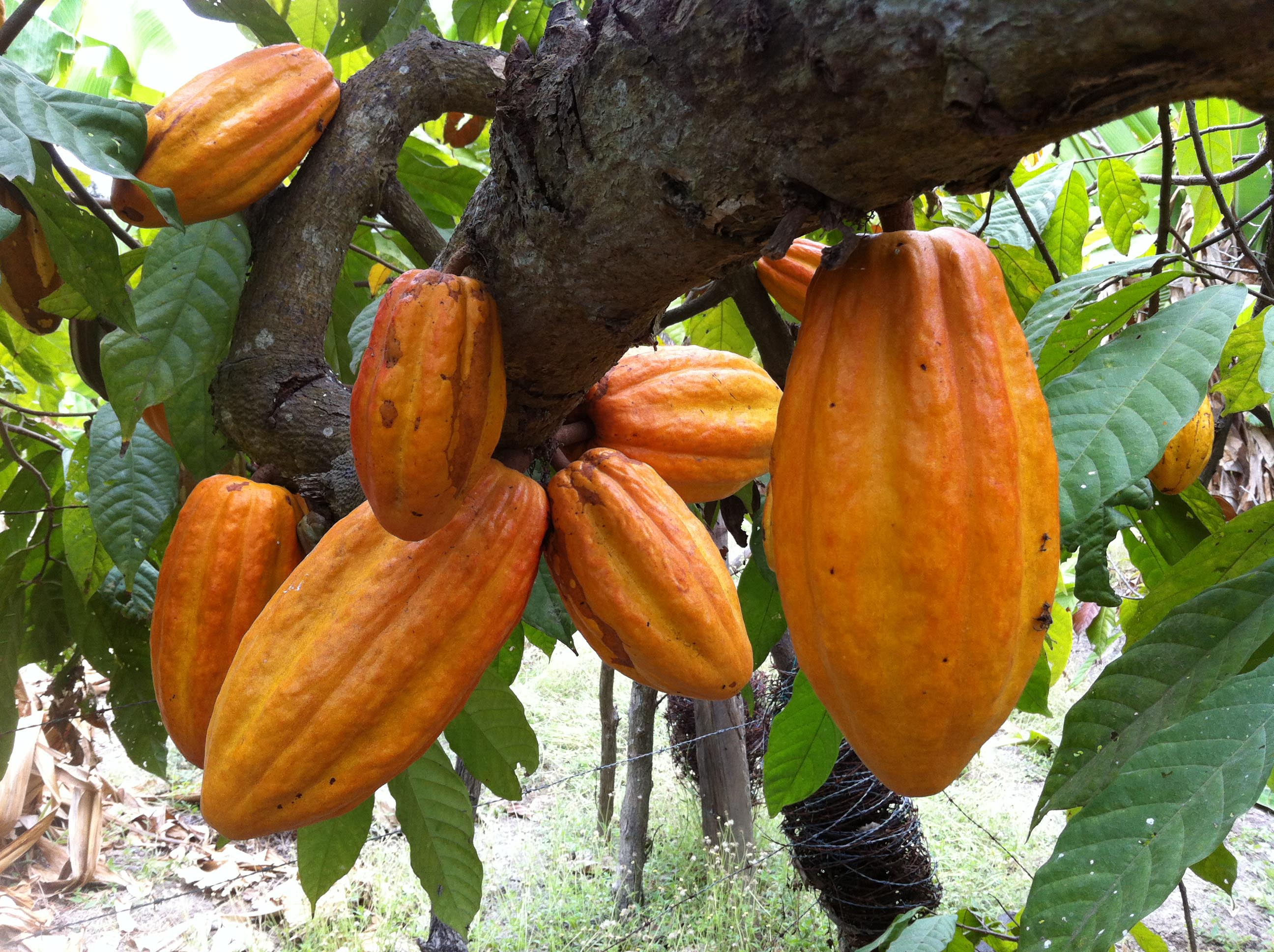 Mazorcas de Cacao