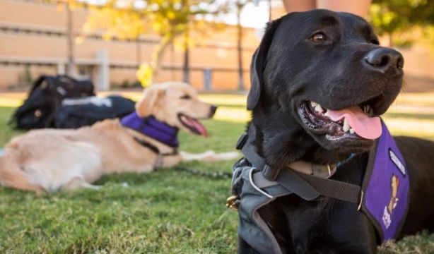 La forma en que los perros ven la televisión depende de su personalidad