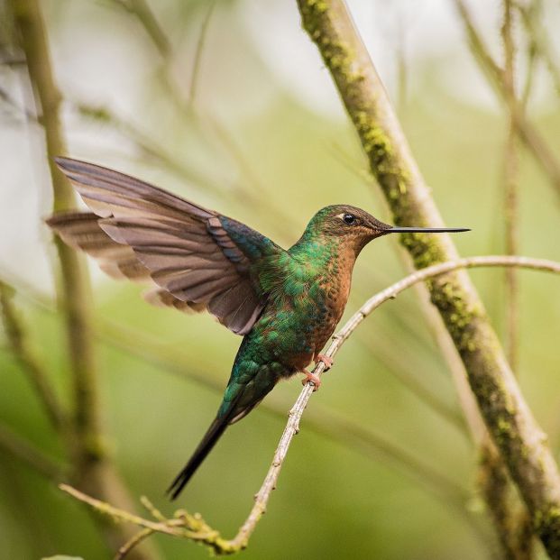 Cómo construir con tus manos una casa para pájaros en tu jardín