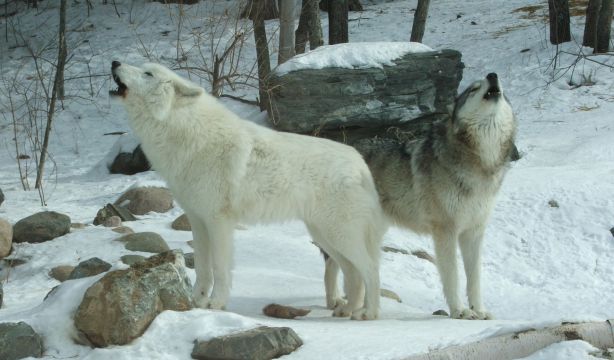 Más de 175.000 personas en España tienen nombres inspirados en el lobo