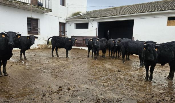 Madrid entrega diez reses de vaca Avileña-negra ibérica, joya de la Carne de Guadarrama. Foto: Comunidad de Madrid