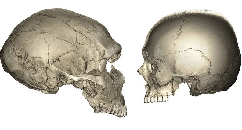 Estas son las principales diferencias en el rostro de los humanos y los neandertales Estas son las principales diferencias en el rostro de los humanos y los neandertales