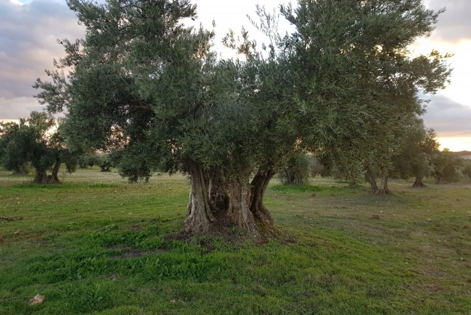 Esther Alonso: “El aceite de oliva de Madrid no es el más conocido, pero tiene un gran potencial”