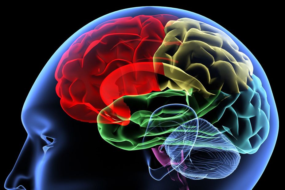 Revelan el motivo de la pérdida de visión en pacientes con alzhéimer Revelan el motivo de la pérdida de visión en pacientes con alzhéimer
