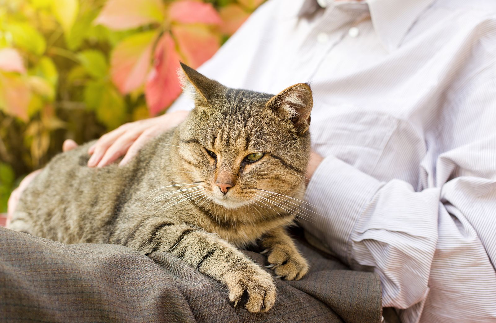 Un misterio sobre los gatos: ¿por qué ronronean?