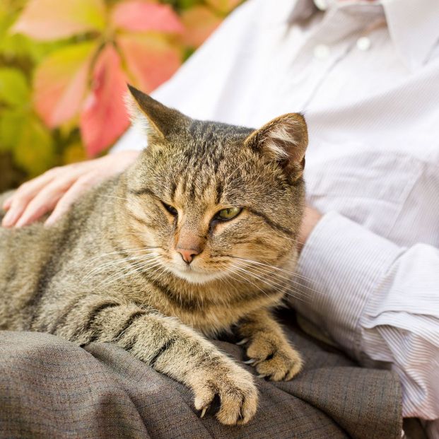 Un misterio sobre los gatos: ¿por qué ronronean?