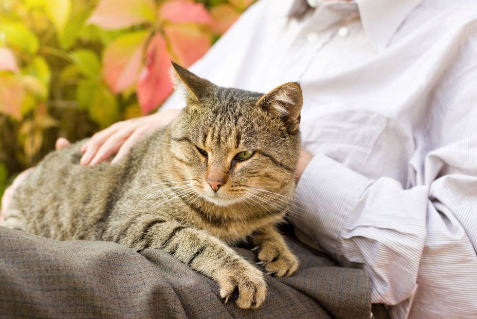 Un misterio sobre los gatos: ¿por qué ronronean?