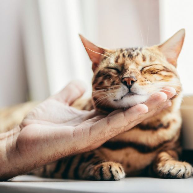 Un misterio sobre los gatos: ¿por qué ronronean?