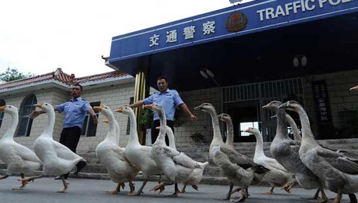 Gansos en la policía China