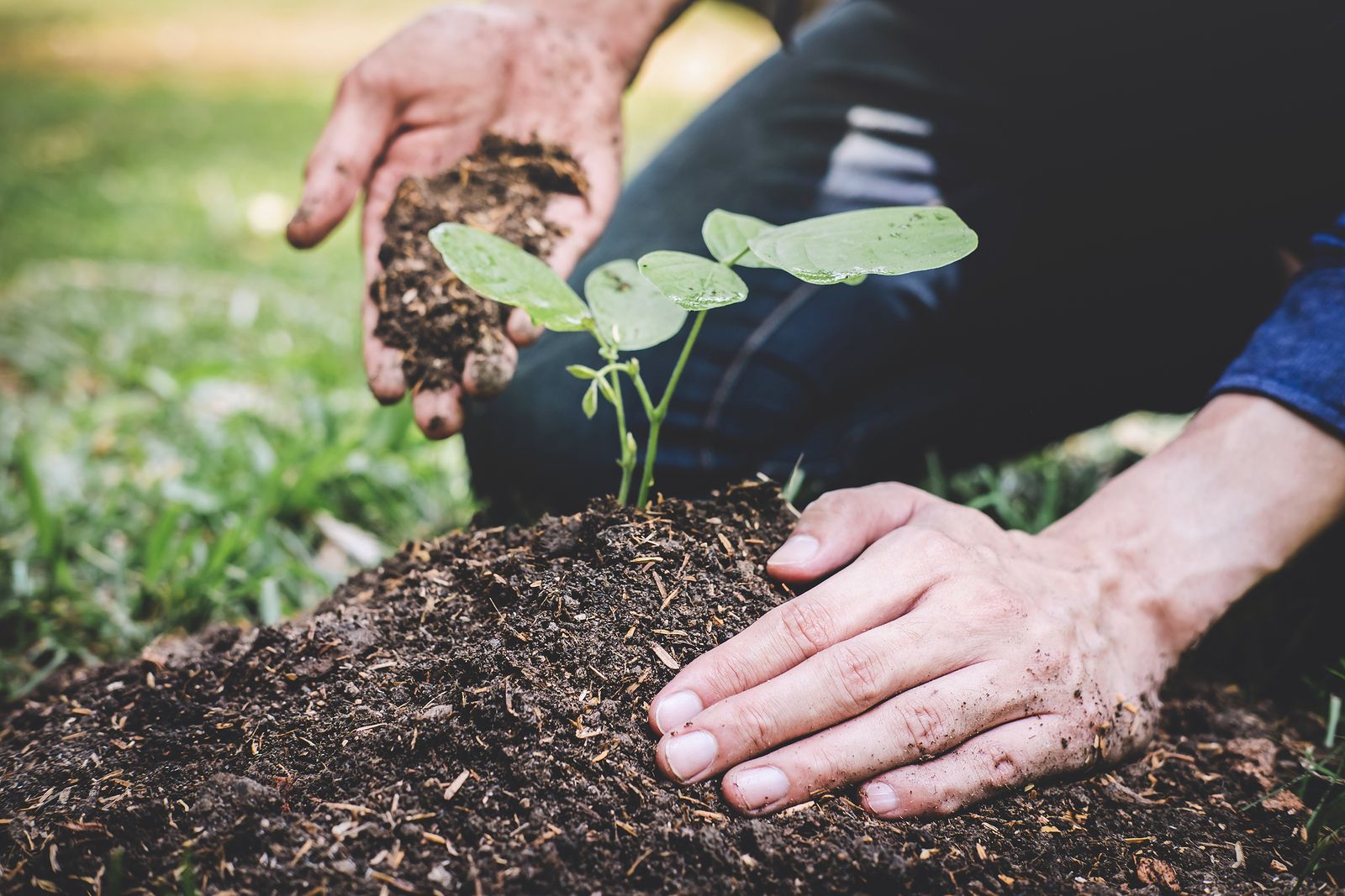 ¿Por qué la propia naturaleza es clave para frenar el cambio climático?