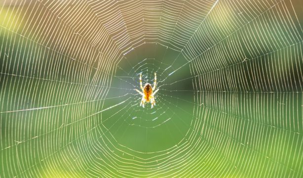 ¿Por qué aparecen las arañas en casa?