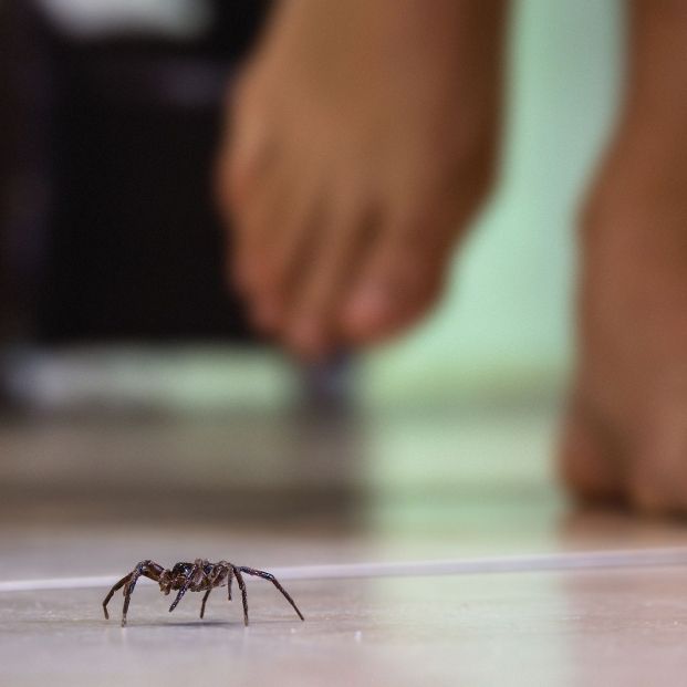 bigstock Common House Spider On A Smoot 314020825 bigstock Common House Spider On A Smoot 314020825