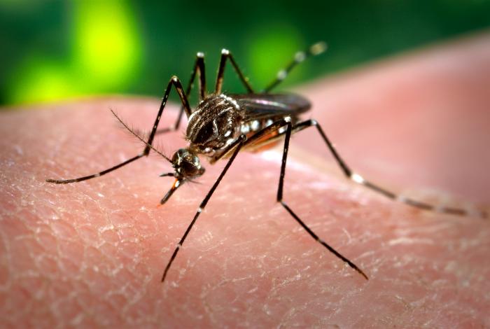 Chikungunya Chikungunya