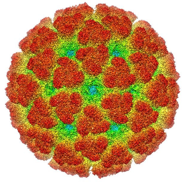 Chikungunya Chikungunya