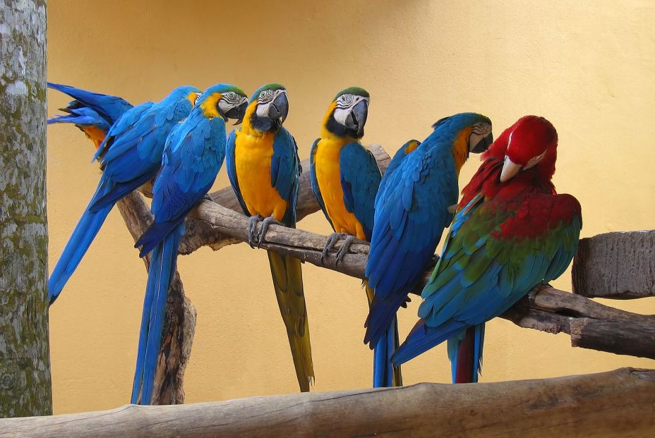 bigstock Seven Macaw Parrots 1037827 bigstock Seven Macaw Parrots 1037827