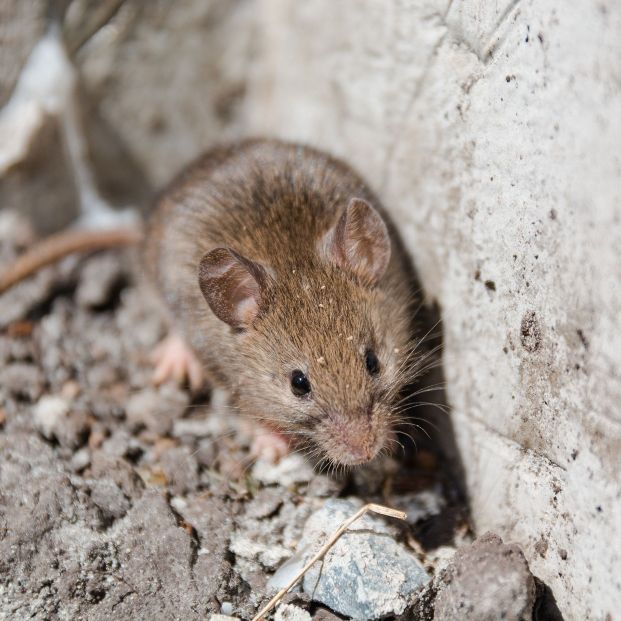 bigstock Wild Mouse The Mouse Runs On 188724982 bigstock Wild Mouse The Mouse Runs On 188724982