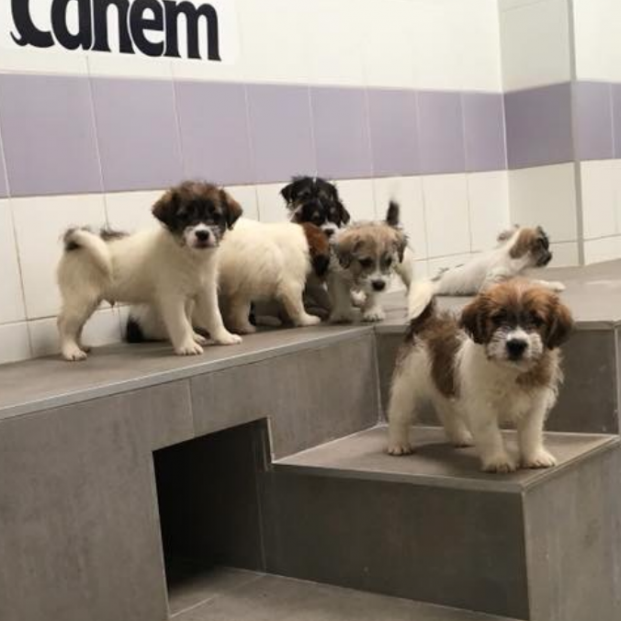Cachorros de Jack Rusell en la Fundación CANEM