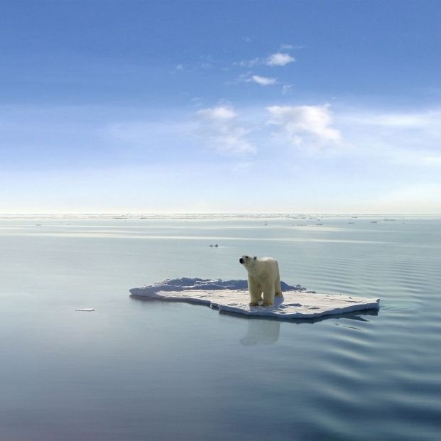 bigstock Polar bear on an ice floe 15030044 bigstock Polar bear on an ice floe 15030044